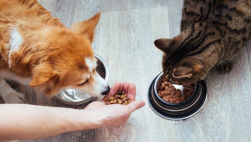 Can dogs eat hard cat food hotsell